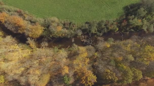 Řeka Meandruje Mezi Stromy Slunečného Podzimního Dne Letecký Přelet Shora — Stock video