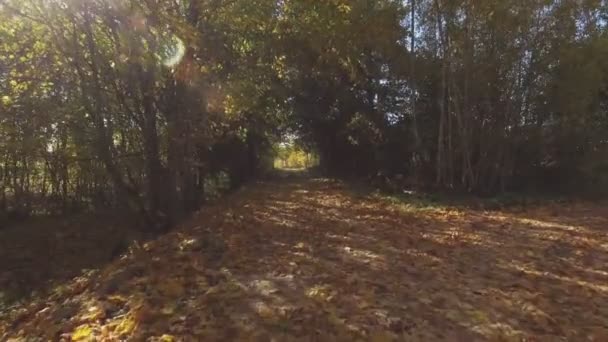 Weg Tussen Bomen Bedekt Met Herfstbladeren Een Zonnige Herfstdag Vliegend — Stockvideo