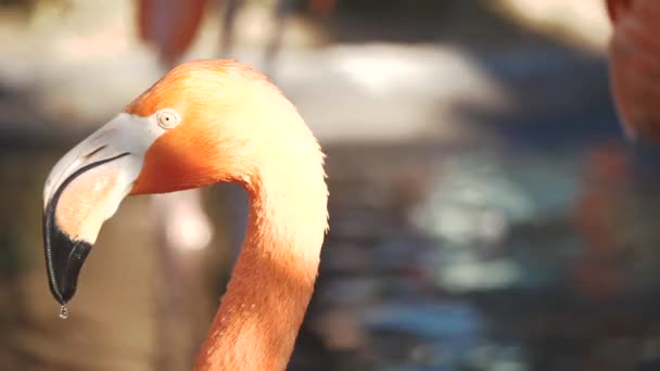연못에 플라밍고의 얼굴을 가까이 — 비디오