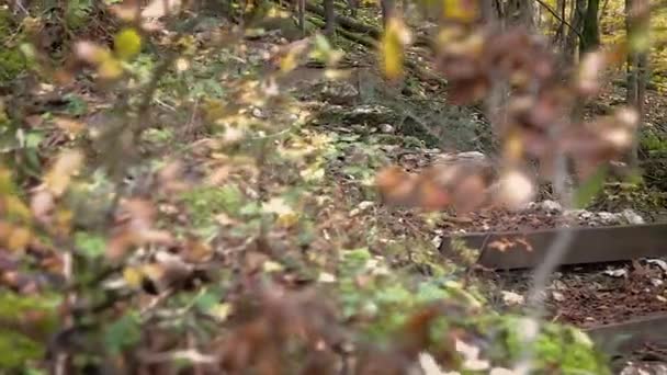 Mochilero Pantalones Chaqueta Subiendo Escaleras Sendero Senderismo Forestal Aire Libre — Vídeo de stock