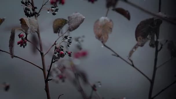 Гілка Мертвого Дерева Червоні Ягоди Висять Волога Обстановка Темна Загадкова — стокове відео