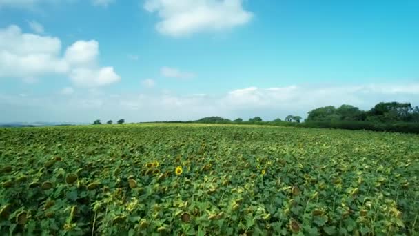 美しい日当たりの良い田舎のひまわり草原のフィールド空中ビューは 農業分野の上に低い飛行 — ストック動画