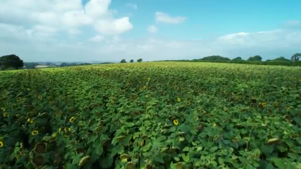 Schöne Sonnige Landschaft Sonnenblumen Wiese Feld Luftbild Niedrig Über Landwirtschaftlichem — Stockvideo