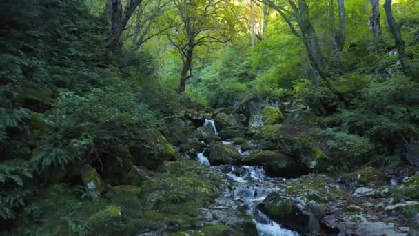 Amidaga Taki Aerial Dra Tillbaka Genom Skogen Längs Bäcken Gifu — Stockvideo