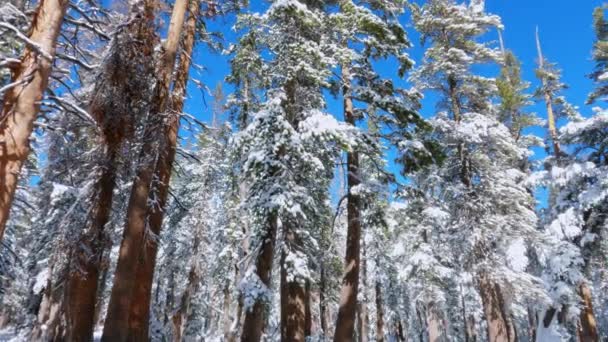 Guardando Gli Alberi Innevati Invernali Nel Bosco Con Cieli Azzurri — Video Stock