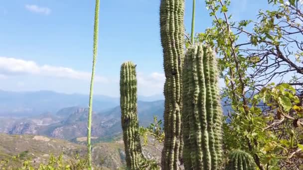 Piękne Dzikie Rośliny Kaktusa Oaxaca Meksyk Pustynia Górami Błękitne Niebo — Wideo stockowe