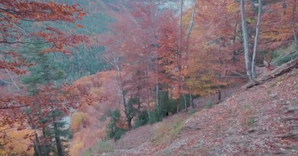 Spanya Nın Aragon Kentindeki Ordesa Ulusal Parkı Nda Sonbahar Ormanlarını — Stok video