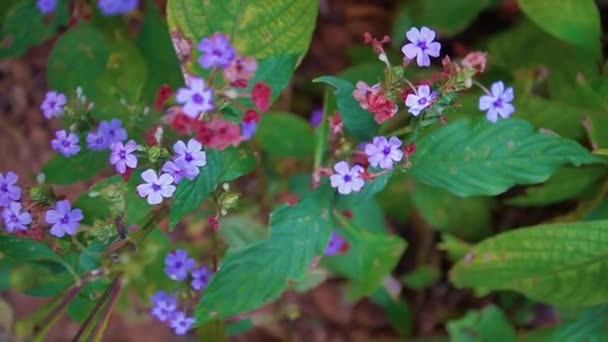 Красиві Свіжі Фіолетові Квіти Цвітуть Зелених Рослинах Вид Зверху — стокове відео