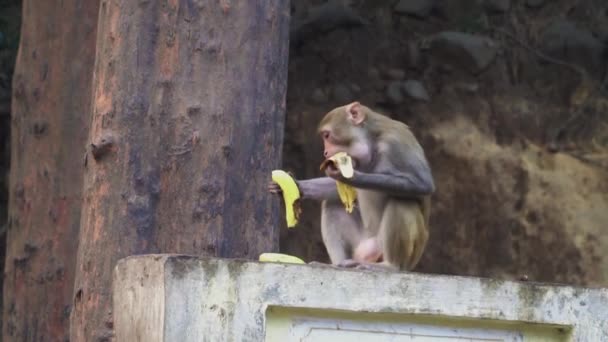 View Monkey Busy Eating Banana Jumping Tree Food His Mouth — Stock Video