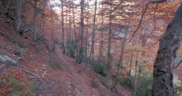 Panning Foresta Autunnale Nel Parco Nazionale Ordesa Aragona Spagna Colori — Video Stock