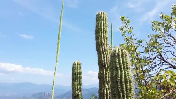 Plantas Cactos Verdes Selvagens Isoladas Oaxaca México Pan Tiro Revela — Vídeo de Stock
