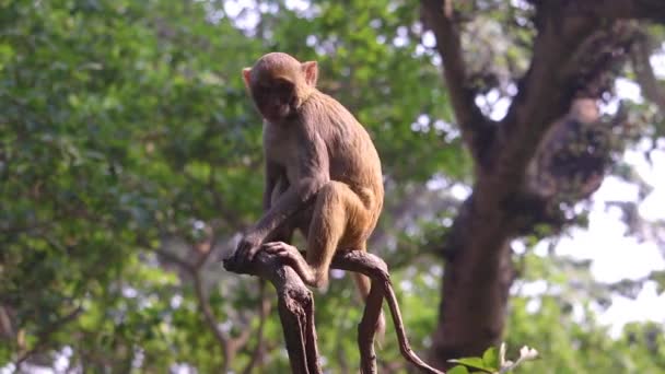 Porträt Eines Niedlichen Affen Der Auf Dem Ast Eines Baumes — Stockvideo