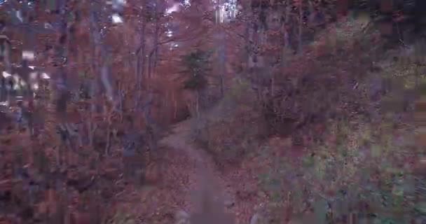 Hiperlapso Pov Caminando Por Senderos Oscuros Bosques Otoñales Parque Nacional — Vídeos de Stock
