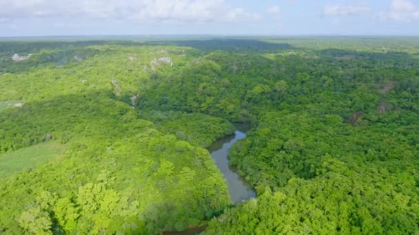 Vista Aérea Aves Bosque Denso Exuberante Tranquilo Río Yuma Durante — Vídeo de stock