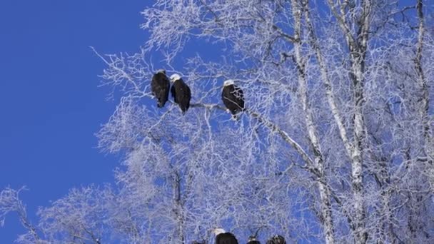 Águilas Múltiples Colgando Árbol Soldotna Alaska — Vídeos de Stock