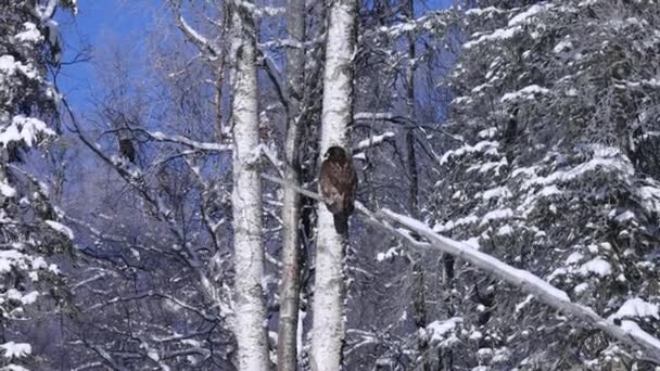 Águia Careca Sentada Árvore Neve Soldotna Alasca — Vídeo de Stock