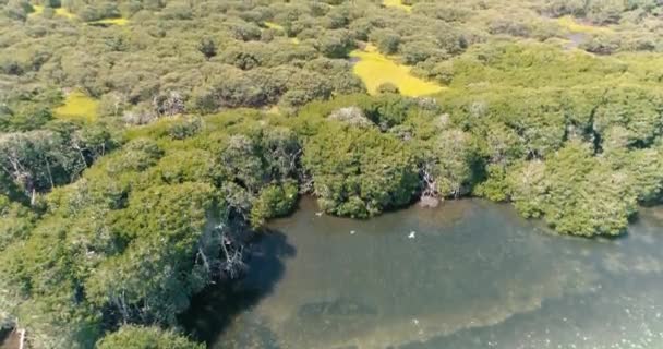 Aerial View Tilt Reveal Mangrove Forest Boobies Birds Flying — Stock Video