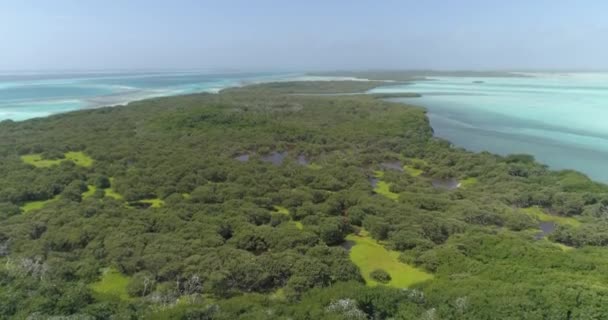 Luftaufnahme Des Tropischen Waldes Mit Mangroven Umherfliegenden Tölpeln Und Transparentem — Stockvideo