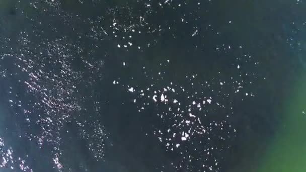 Aerial View Sea Surface School Fish Sun Reflected Water — Stock Video