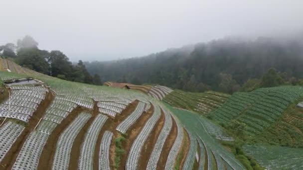 Plantaardige Landbouwgrond Heuvelhelling Java Indonesië Uitzicht Vanuit Lucht Mistige Dag — Stockvideo