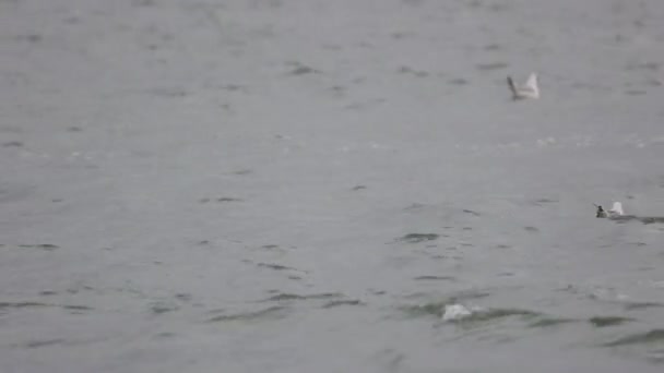 Zeilen Een Rivier Langs Meeuwen Zwemmen Overdag Pov — Stockvideo