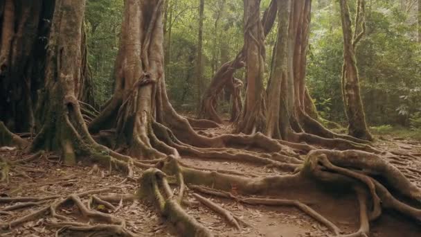 Giro Lento Sobre Grandes Raíces Gran Árbol Tropical Selva Tropical — Vídeos de Stock