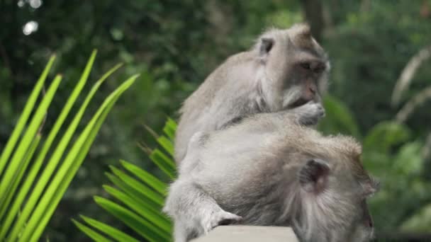 Dois Macacos Floresta Fugindo Outro — Vídeo de Stock