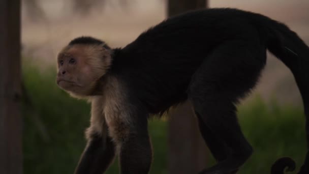 Small Capuchin Monkey Paces Back Forth — Stock Video