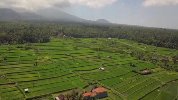 Drone Disparou Grande Movimento Circular Sobre Ricefields Paddies Tirtagangga Bali — Vídeo de Stock