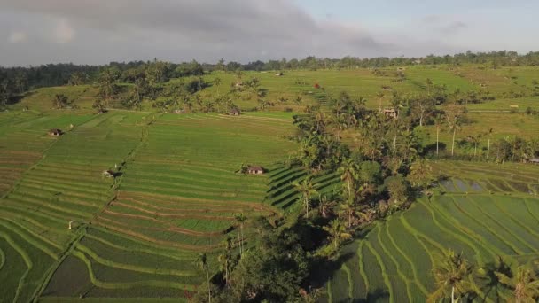 Disparo Dron Rotación Lenta Madrugada Sobre Los Arrozales Jatiluwih Bali — Vídeos de Stock