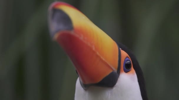 Tieffliegerkopfschuss Der Den Schönen Toco Tukan Einfängt Ramphastos Toco Mit — Stockvideo