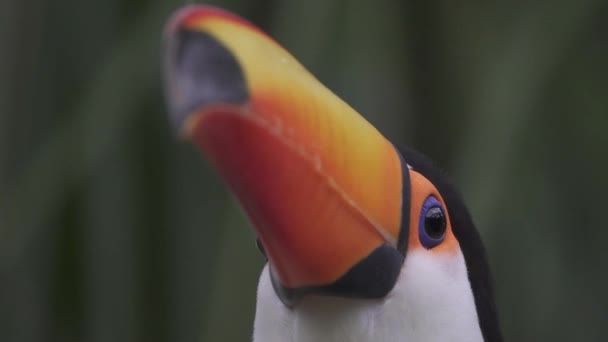 Alacsony Szög Fej Lövés Elfog Gyönyörű Toco Toucan Ramphastos Toco — Stock videók