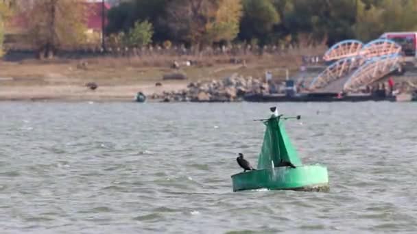 Uccello Cormorano Appollaiato Sul Mare Verde Mark Buoy Con Nuoto — Video Stock