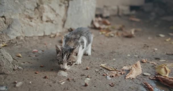 赤ちゃんフォスタータブビー子猫地面に好奇心かわいい目で猫の食べ物を検索して食べる — ストック動画