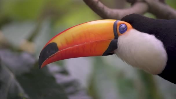 Close Profile Head Shot Curious Toco Toucan Ramphastos Toco Giant — Stock Video