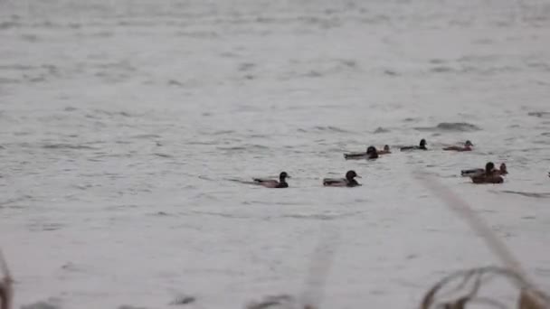 Serene River Mallard Ducks Flying Gulls Daylight Medium Shot — Stock Video