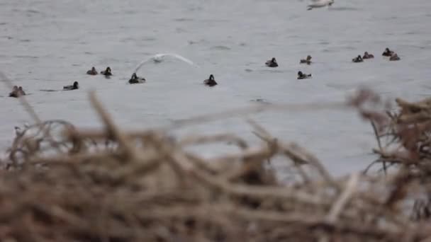 Stockenten Schwimmen Tagsüber Mit Fliegenden Möwen Auf Dem Fluss Mittlerer — Stockvideo