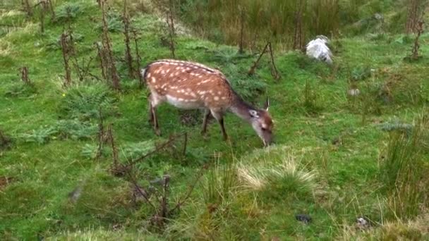 アイルランドのウィックロー国立公園の芝生の丘の上で若い野生の雌の鹿の放牧のショットを閉じる — ストック動画