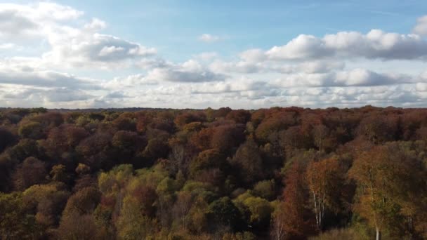 Лес Великобритании Autumn Vibrant Tree Colours Солнечный День Воздушный Дрон — стоковое видео