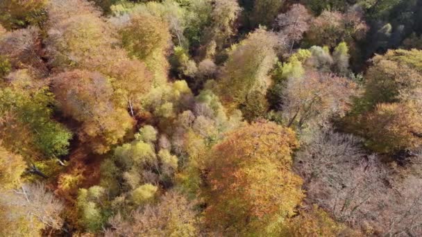 Epping Forest Anglia Jesiennych Żywych Kolorach Drzew Słoneczny Dzień Antenowa — Wideo stockowe