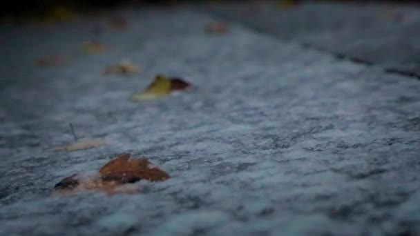 Scattered Dead Leaves Laying Uneven Rocky Surface Ground Floor — Stock Video