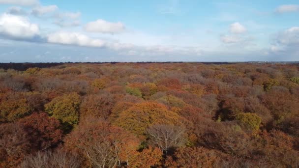 Epping Forest Podzim Vibrant Tree Colours Sunny Day Air Drone — Stock video