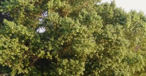 大きなトップサーカステントの上昇は カークハム公園 ランカシャーを見下ろす木の空中ビューの後ろに明らかに — ストック動画