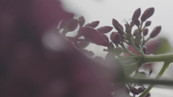 Närbild Skott Vackra Färska Rosa Blommor Omger Vas — Stockvideo