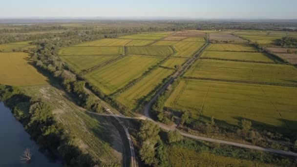 Vista Aérea Água Delta Rio Ródano Verão Com Campos Milho — Vídeo de Stock