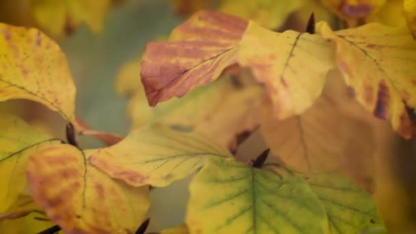 Close up, focus on colorful yellow autumn maple leaves. Panning down