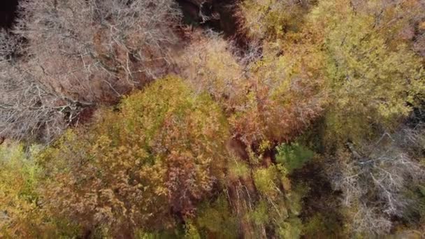 Epping Forest England Autumn Vibrant Tree Colours Sunny Day Aerial — Stock video