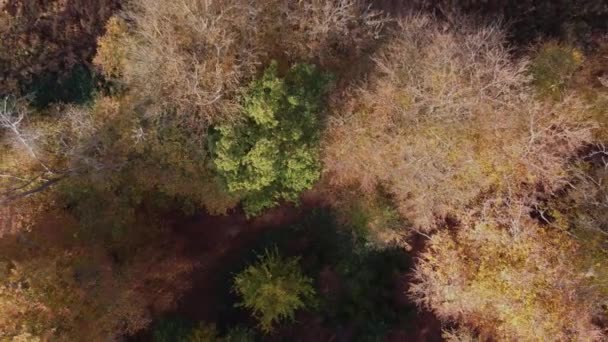 Epping Floresta Outono Cores Árvores Vibrantes Dia Ensolarado Crescente Drone — Vídeo de Stock