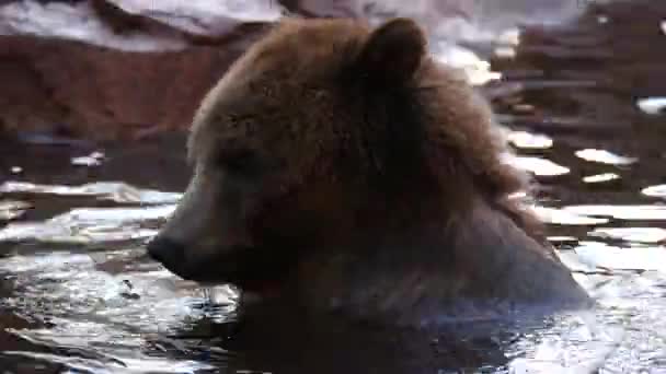 Μια Αρκούδα Μασάει Ένα Ψάρι Μια Λίμνη Και Τινάζει Νερό — Αρχείο Βίντεο