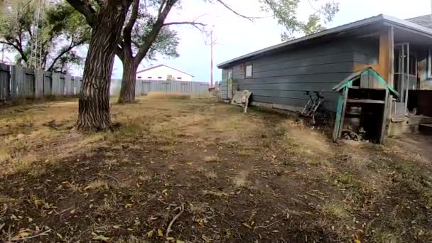 Slow Motion ขาว Husky บของเล ขเช อกในสวนหล านในประเทศ ายท าในอ — วีดีโอสต็อก